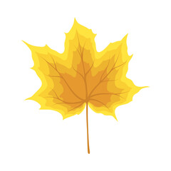 Obraz premium Maple Autumn Leaf