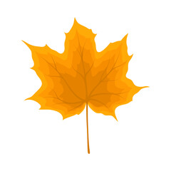 Maple Autumn Leaf