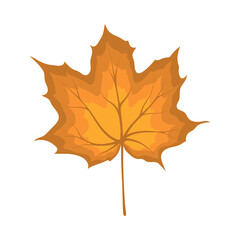 Maple Autumn Leaf
