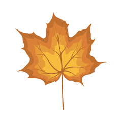Maple Autumn Leaf