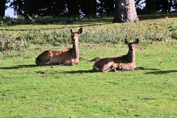 A view of a Red  Deer in the Cheshire Countryside