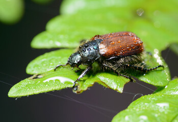 Garden Chafer (Phyllopertha horticola) on a leaf