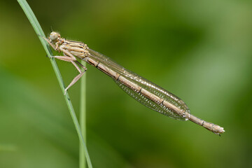 White-legged damselfly or Blue featherleg (Platycnemis pennipes)