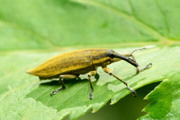 Weevil Lixus iridis on a plant leaf