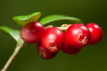 Nature of Europe - cowberry