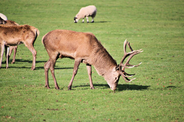 A view of a Red  Deer in the Cheshire Countryside