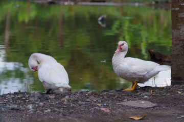 white duck with natural pond in the morning