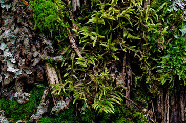 moss on a tree, plants in the garden,
