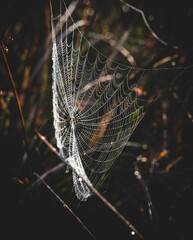 Spider web in the morning dew	
