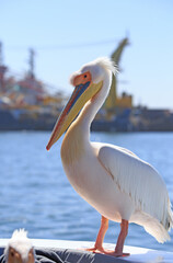 Fototapeta na wymiar pelican on the beach