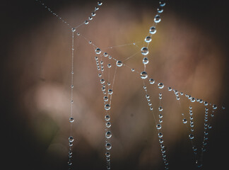 Spider web in the morning dew	