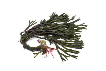 Alga Codium, ramallo de mar