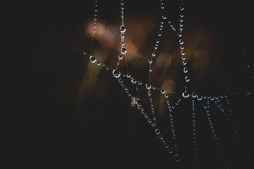 Spider web in the morning dew	