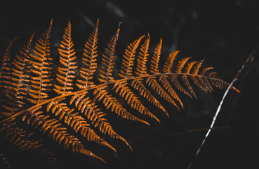 macro shot of a leaf in autumn in red, orange, yellow and green. Beautiful autumn mood	