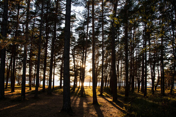 Fototapeta premium sunset in the forest