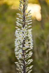 Flor con pétalos blancos