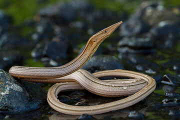 Burton's legless lizard or Lialis burtonis, Lialis burtonis pencil lizard on the wild

