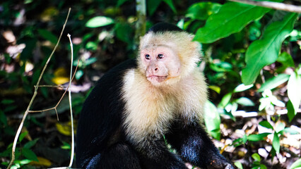 Naklejka premium white-faced capuchin