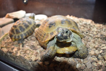 Turtles in terrarium