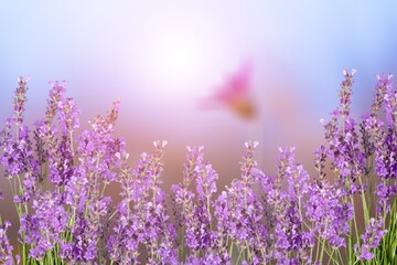 Beautiful sunny meadow with colored lavender