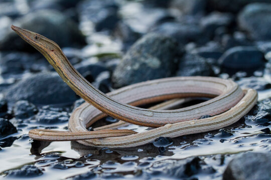 Burton's legless lizard or Lialis burtonis, Lialis burtonis pencil lizard on the wild
