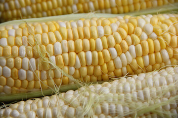 close up of corn of corn. corn on the cob