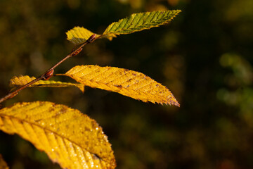 macro shot of a leaf in autumn in red, orange, yellow and green. Beautiful autumn mood	