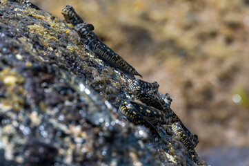 Rockskipper also known as combtooth blenny, resting on rocks on ilot sancho island, Mauritius