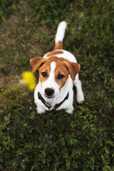 Naklejka na ściany i meble Pet activity. Funny puppy dog jack russell terrier looks at the hand with a flower. Purebred pet dog wants to playing with owner