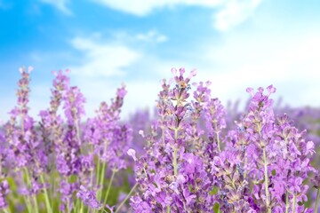 Fototapeta premium Beautiful sunny meadow with colored lavender