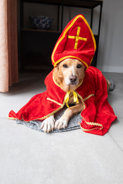 Dutch Sinterklaas dog