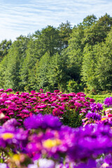 Beautiful landscape of a flower field against the backdrop of a forest.
flowering field asters. Pink and purple flowers.