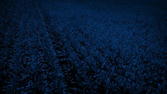 Path Through Corn Field At Night Aerial