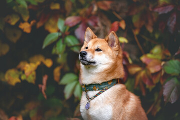 Shiba inu dog autumn fall forrest portrait