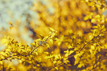 autumn park with yellow and red leaves