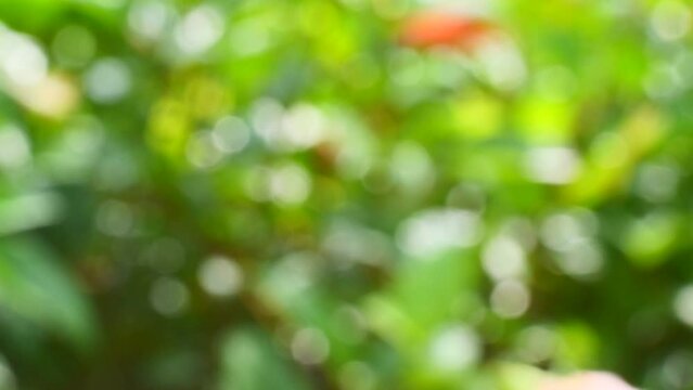 Abstract motion green bokeh or green background with bright blurred nature bokeh for the wallpaper.