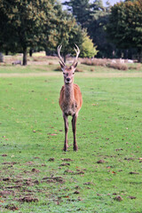 A view of a Red  Deer in the Cheshire Countryside