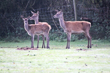 A view of a Red  Deer in the Cheshire Countryside