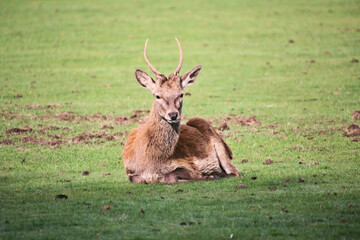 A view of a Red  Deer in the Cheshire Countryside