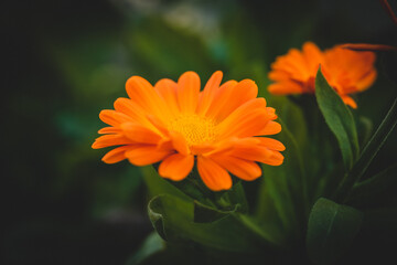 macro shot of a strong orange flower	