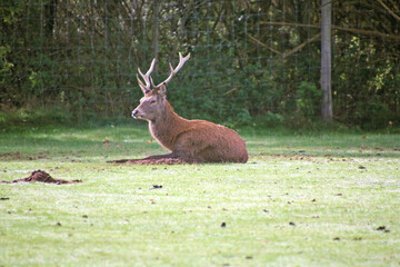 A view of a Red  Deer in the Cheshire Countryside