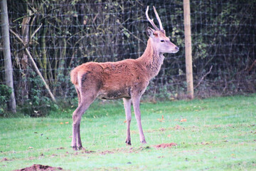 A view of a Red  Deer in the Cheshire Countryside