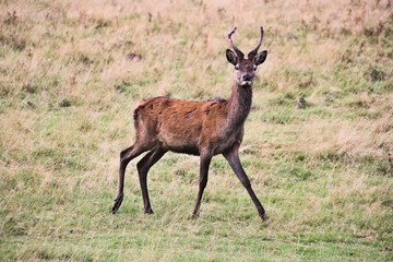 A view of a Red  Deer in the Cheshire Countryside
