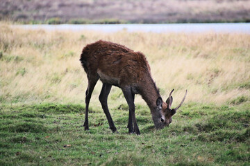 A view of a Red  Deer in the Cheshire Countryside