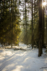Misty morning in a sunny winter forest