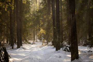 Fototapety na wymiar - Fototapeta24.pl