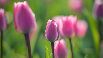 Amazing pink tulip flowers blooming in a tulip field, against the background of blurry tulip flowers.