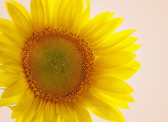 Beautifull fresh yellow sunflower flower