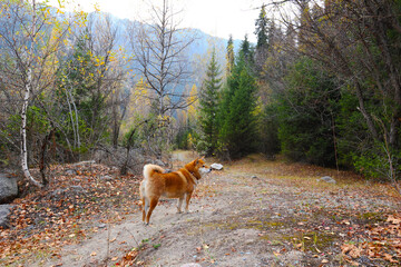 shiba inu dog in the autumn forest. a walk in the autumn forest