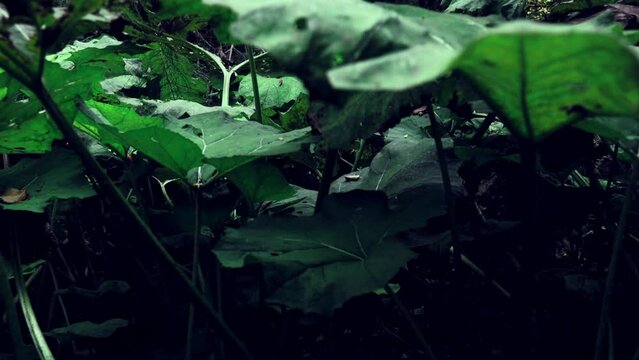 wildlife concept. Close up burdock shoots and leaves in tropical rainforest